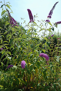 Buddleia 鲜花灌木紫色衬套野花绿色图片