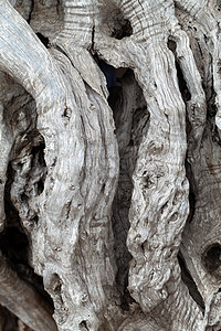 橄榄树树树干农业食谱场地农场植物国家木头生长季节宏观图片