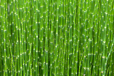 青绿的青竹草花丛茂密植物场景管道树林公园竹子叶子恶棍热带生长图片