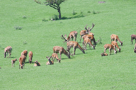 鹿群野生动物哺乳动物草地动物剑锋森林鹿角打猎背景图片