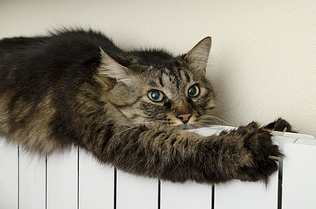 泰比猫躺在温暖的散热器上柔软度混种动物条纹阀门孤独猫科动物水平活力场景图片