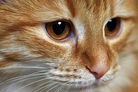 年轻猫的肖像小猫婴儿猫科动物猫咪爪子毛皮眼睛红色伴侣宠物图片