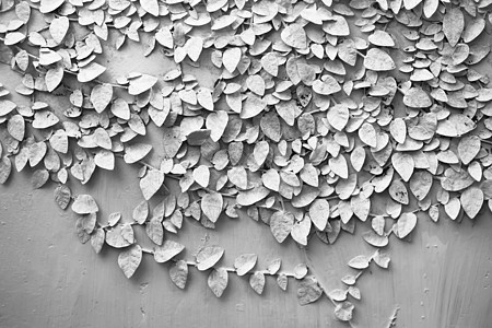白墙上的白色克里珀植物水泥石墙生长建筑师建筑石头衬套叶子工作黏土图片