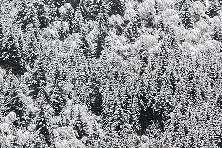 雪雪采伐森林树木纱布云杉阴霾薄雾衬套冻结白色美味雾凇图片