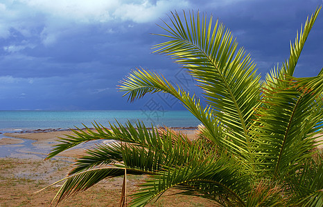 在海边种植棕榈树图片