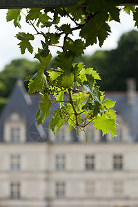 是位于法国卢瓦尔河谷的一座城堡地标恶棍艺术花园旅行葡萄园建筑建筑学图片