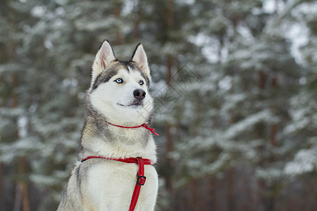 西伯利亚胡斯基养狗成人犬类白色动物蓝色良种宠物毛皮哺乳动物图片