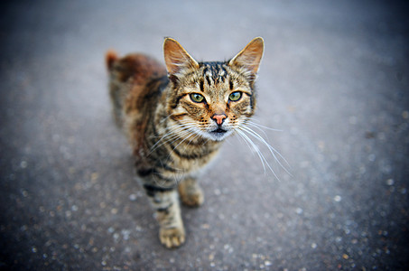 闪光猫图片