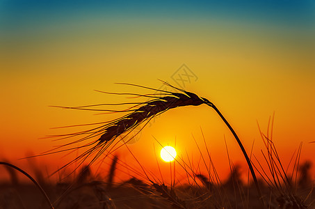 田间日落和小麦耳朵图片