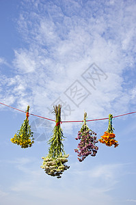 医用野花 四捆在弦和天空背景上图片