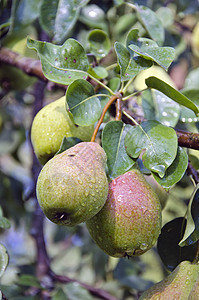 生长在树枝上的成熟的夏季水果梨子图片