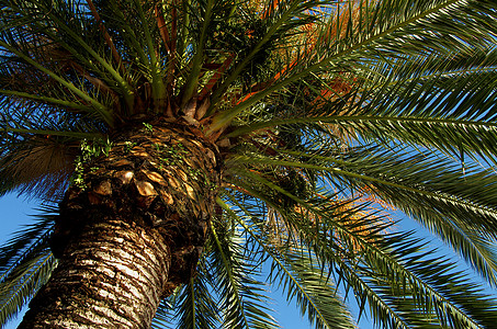棕榈树蓝色热带雨林情调植物水果热带美丽气候种子色彩图片
