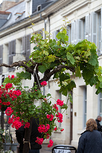 卢瓦尔河谷法国乡镇的罗马人街道享受国家街道花朵绿色藤蔓红色场景明信片海棠背景图片
