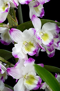 黑白隔绝于黑色的兰花杂交物植物生态热带粉色情调绿色环境异国宏观花瓣图片