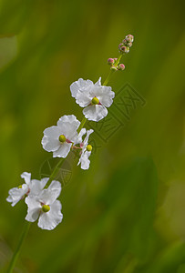 白花花生长美丽衬套花园卫生木槿情调植物植物群热带图片