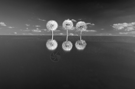 3个dandelion头 在太空镜子上放种子 B & W 照片图片