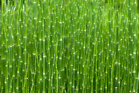 青绿的青竹草花丛茂密植物生长园艺森林竹子恶棍花园管道场景叶子图片