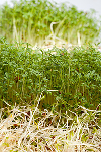 白色背景上新鲜的紫花芽和丝质食欲生活食物叶子香气蔬菜种子水芹厨房草本植物图片