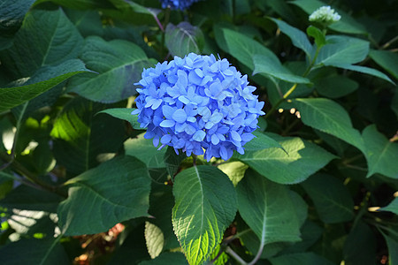 蓝羽花花植物学太阳光线花瓣绣球花阴影公园树叶植物群蓝色衬套图片