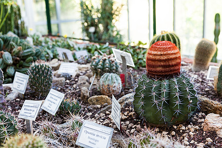 Cactus 温室栽培热带生产异国情调花园种植园灌溉生长培育图片