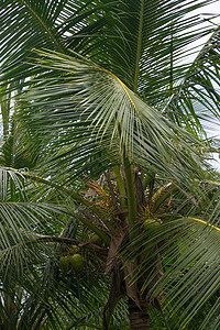 椰子树王图片