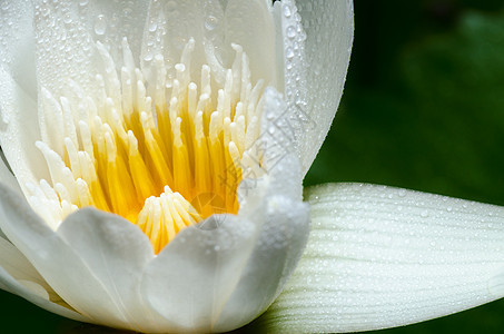 白莲花花植物群黄色叶子心皮池塘花粉百合花瓣宏观植物图片