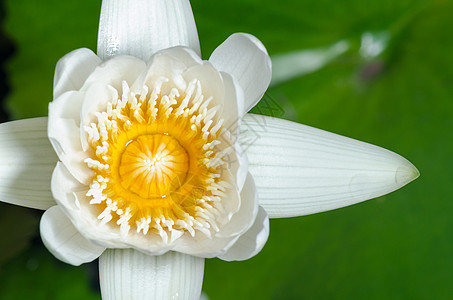 白莲花花心皮热带花冠百合白色植物群叶子花粉宏观荷花图片