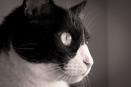 黑猫和白猫黑与白兽头猫科动物粉红色食肉宠物鼻子敬畏脊椎动物图片