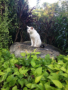流浪猫坐在公园的一块石头上宠物动物眼睛绿色头发流浪汉白色小狗图片