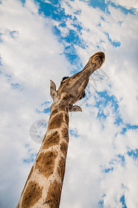 Giraffe 颈图片