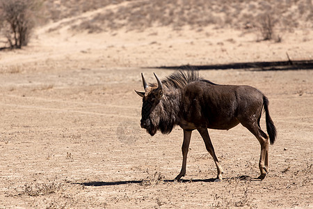 野生野生动物反刍动物羚羊动物跨境蓝色旅行白尾迁移食草环境图片
