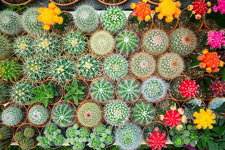 仙人掌种类花盆沙漠苗圃盆栽花坛绿色气候草本植物植物尖刺图片