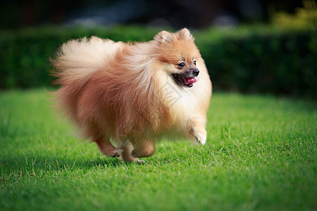 波美拉尼狗跑在草坪上地面毛皮犬类头发公园喜悦花园宠物场地动物图片