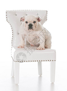 可爱的小狗家具犬类白色乐趣哺乳动物椅子座位工作室房间宠物图片