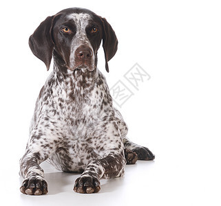 德国短发指针家畜宠物黑色犬类主题灰色短毛水平白色脊椎动物图片