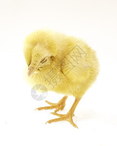 小鸡婴儿动物生物公鸡母鸡家禽工作室农场宠物羽毛图片