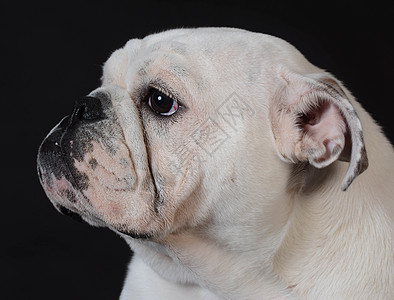 英国斗牛犬小狗白色犬类宠物动物图片