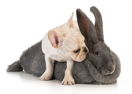 婴儿幼动物兔子小狗斗牛犬耳朵小动物犬类图片