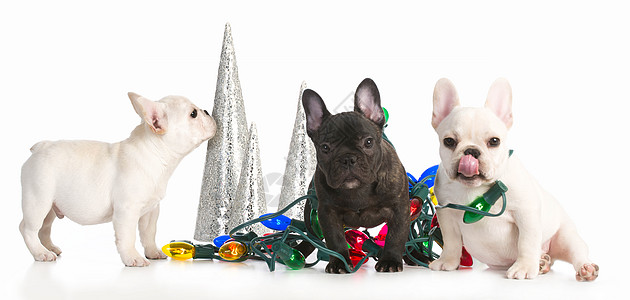 圣诞小狗季节性犬类斑点宠物垃圾图片