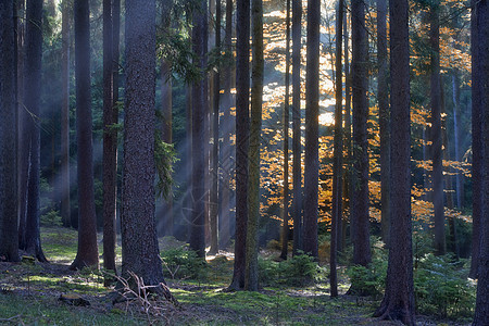 森林的秋天树叶阳光季节射线叶子横梁分支机构绿色光束树木图片