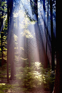 森林的秋天树叶绿色阳光薄雾太阳树木射线分支机构叶子光束图片