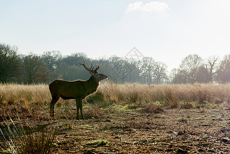 红鹿公园红色逆光荒野动物晴天猎物鹿角动物群反刍动物背景图片