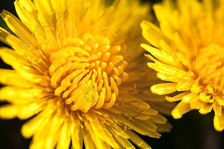 特写两朵盛开的黄色花朵投标花期植被生长草药花瓣草地杂草宏观花园图片