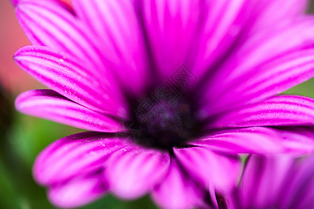 骨膜紫花花坛植被雌蕊季节投标花粉场地花园野花紫色图片