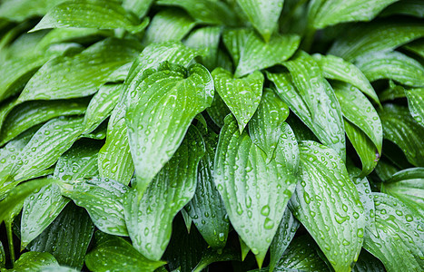 充满雨滴的Hosta绿树叶植被叶子场地水滴花园植物群芭蕉百合斑点液体图片