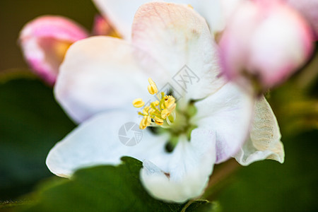 梨树上紧贴着那朵鲜花生长枝条季节植物群叶子小枝花园雌蕊果树阳光图片