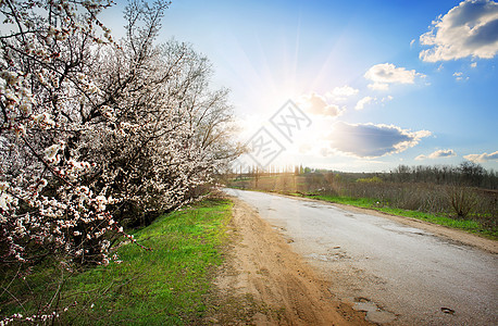 在路上的树木场地日落小路路线阳光晴天乡村草地花朵旅行图片