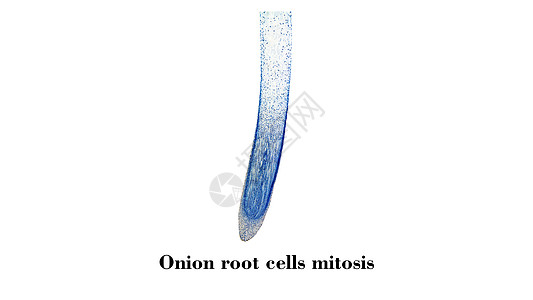 细胞分裂显微图科学宏观植被幻灯片照片显微镜洋葱根尖显微微图图片