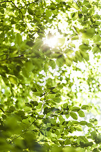 阳光照耀着树上的绿叶活力生态叶子植物群林地木材绿色资源环境天篷图片
