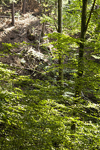 阳光照耀着树上的绿叶资源树木燃料生态林业活力天篷木材环境绿色图片